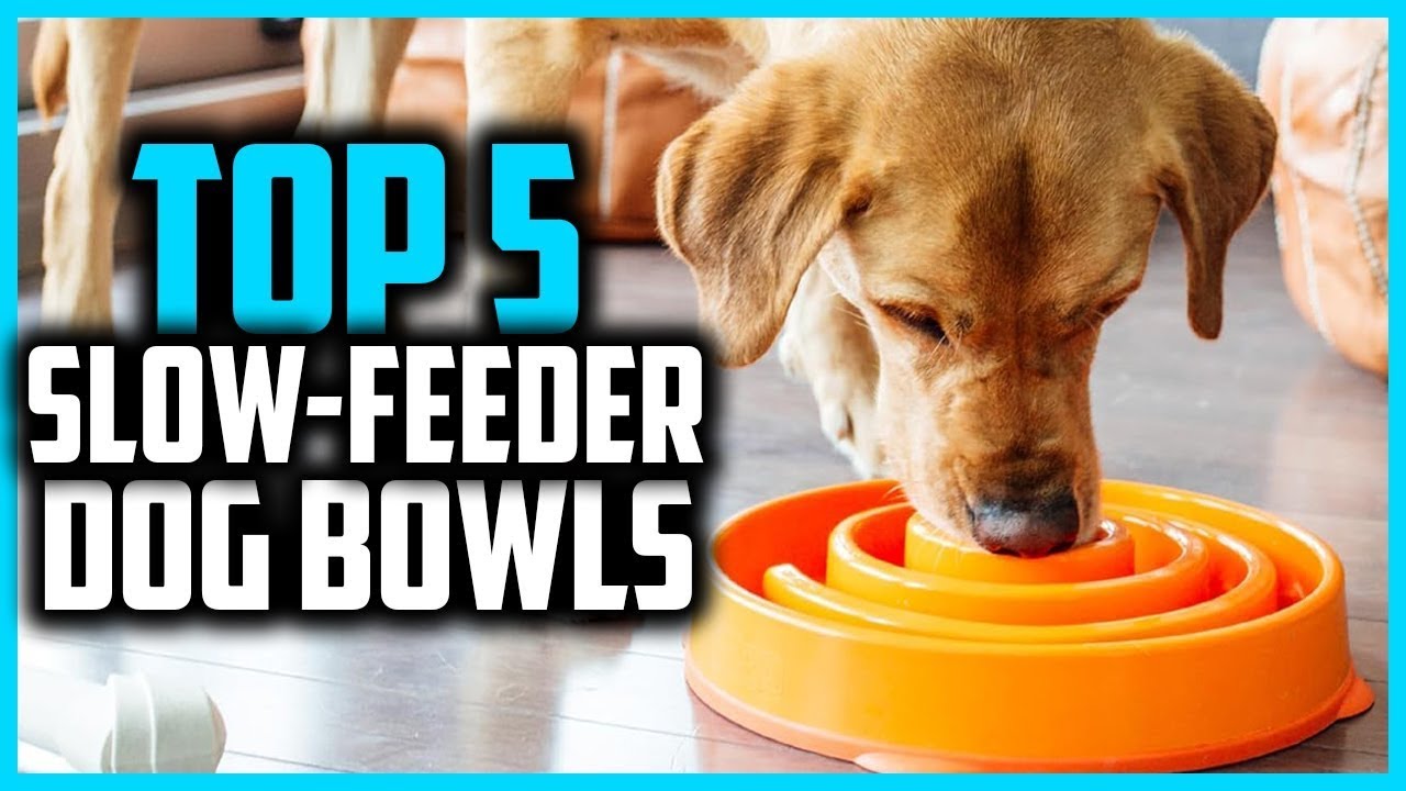 Top 5 Best Slow Feeder Dog Bowls On Amazon