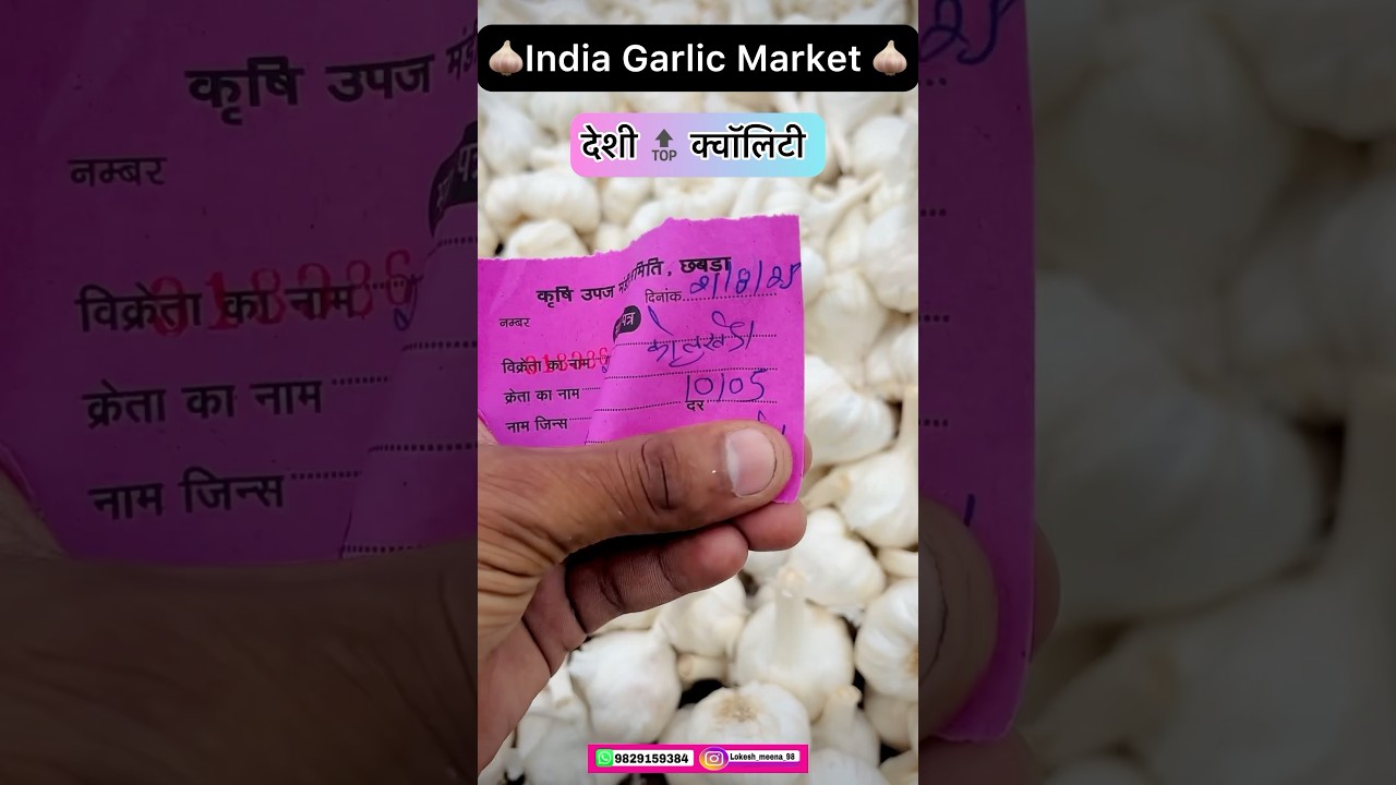 Garlic price Today | Chhipabarod Lahsun Mandi Ka Bhav | India Garlic Rate 