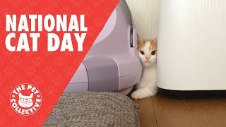 Cute Cats Video Compilation 2017 | National Cat Day!