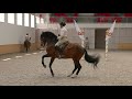 Morning training of Portuguese School of Equestrian Art_short version