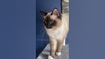 I’m not talking to you right now 🙄 #cats #funnyanimals #funnycats #ragdoll #shorts #cute #cutecats