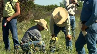 Prescribed Burns