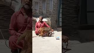 Traditional Animal Show