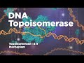 DNA Topoisomerase Topoisomerase I And II Mechanism Releasing The Tension Of DNA