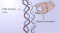 Video for DNA topoisomerase