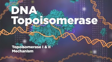 DNA Topoisomerase | Topoisomerase I and II mechanism | Releasing the tension of DNA
