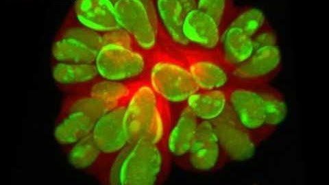 Botryococcus Showa 3D Animation - Microalgae