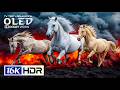 TOP OLED HDR Test 16K ULTRA HD 120FPS | 8K HDR Dolby Vision (8K/4K Video TV)