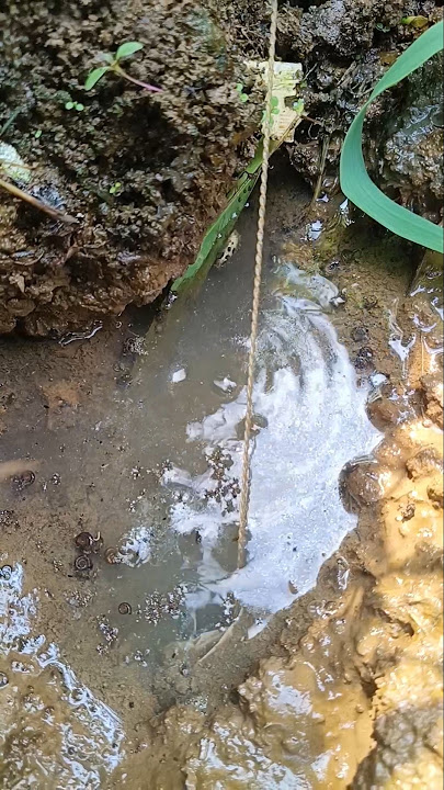 lobang indah tarikan mantap #mancing #belutbabon #ngurekbelut