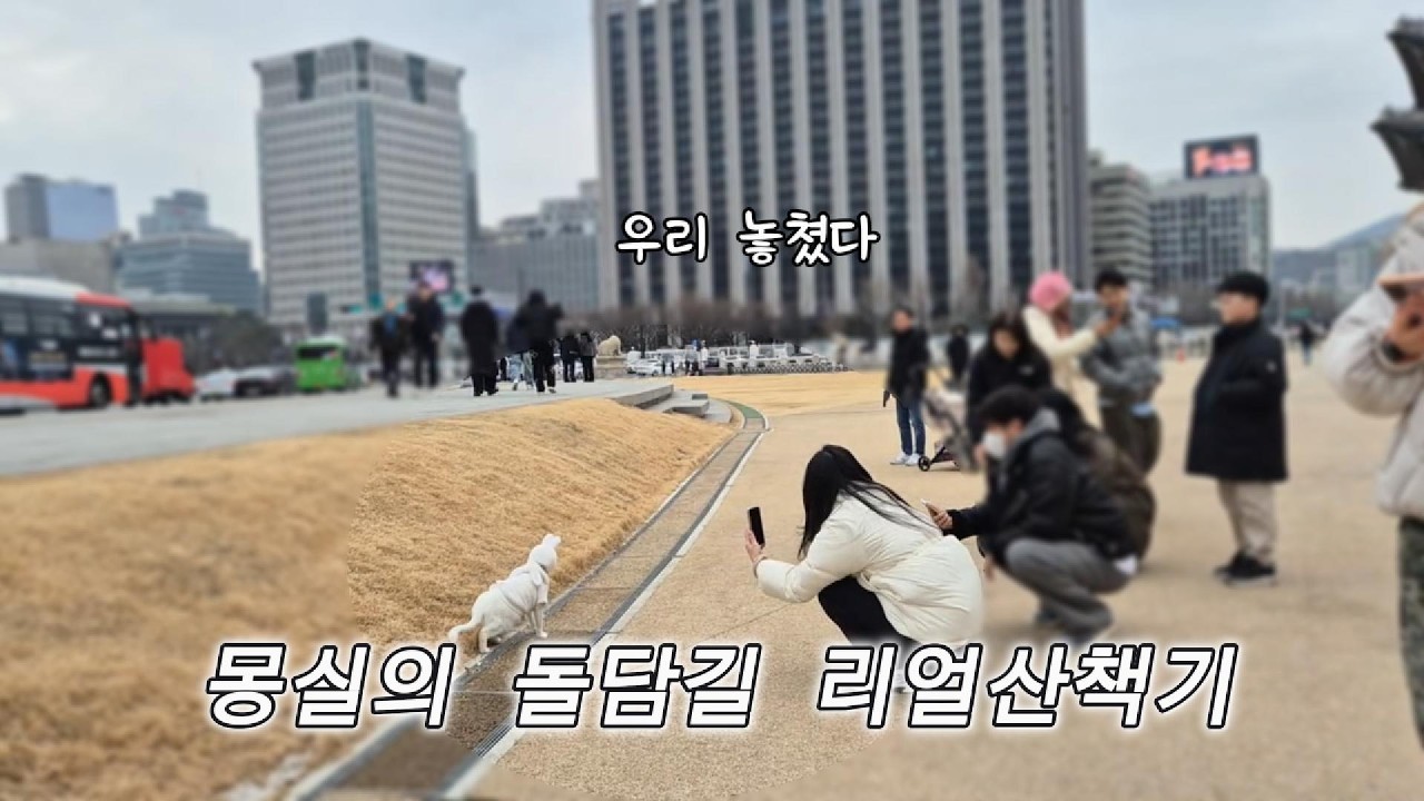 한복 안 입어도 인형 같은 몽실이, 광화문 돌담길 산책하던 날 🐾