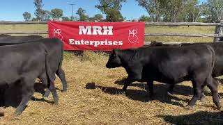 MRH Enterprises EU Angus heifers 421kg. 17/5/24