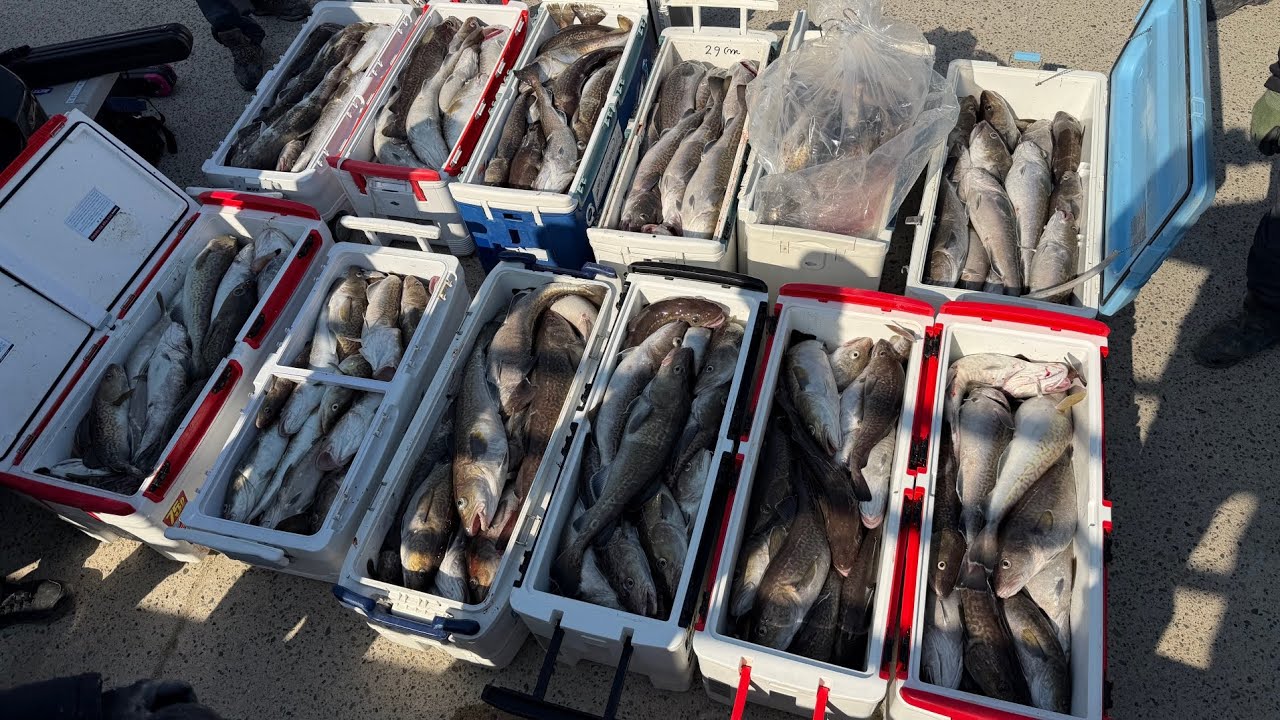 대박조항 # 이프로2호# 대구낚시# 왕돌초 # 돌고래 