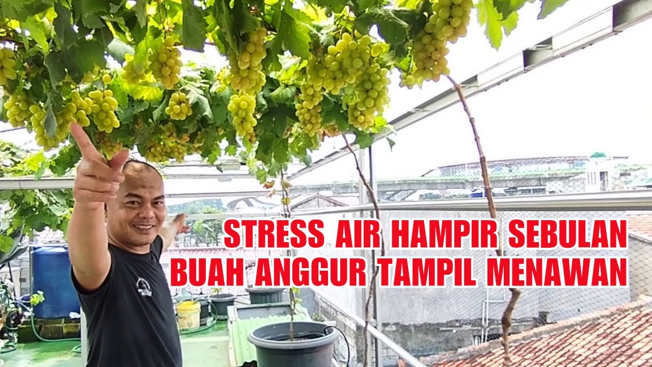 Tiga Pekan Tidak Disiram, Anggur Berbuah Menakjubkan