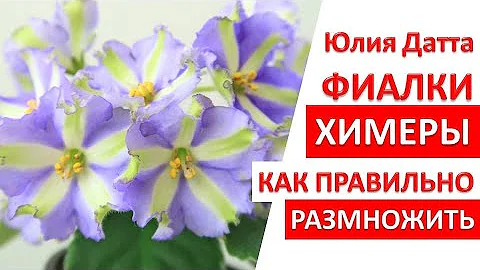 Фиалки ХИМЕРЫ. Как правильно размножить? Укоренение цветоносов фиалки. Юлия Датта