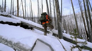 LATE SEASON MONTANA ELK HUNT with Remi Warren