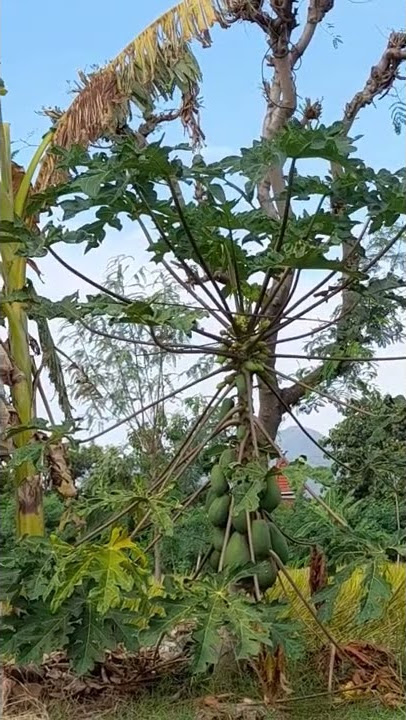 Mikat Ciblek Sawah Termudah
