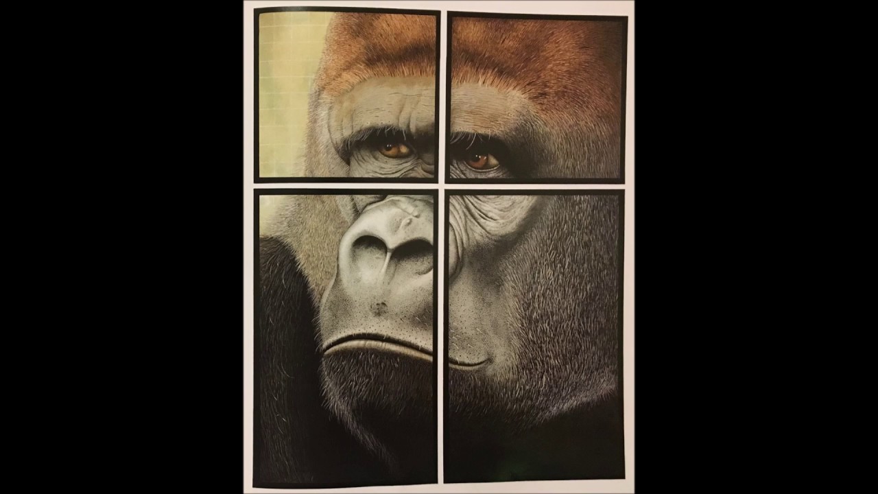 Zoo by Anthony Browne - Give Us A Story! - YouTube