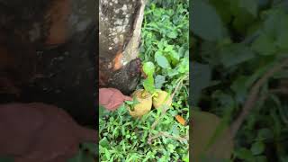 মাটির নিচে কাঁঠাল দেখেছেন কখনো? #farmerlife #jackfruit
