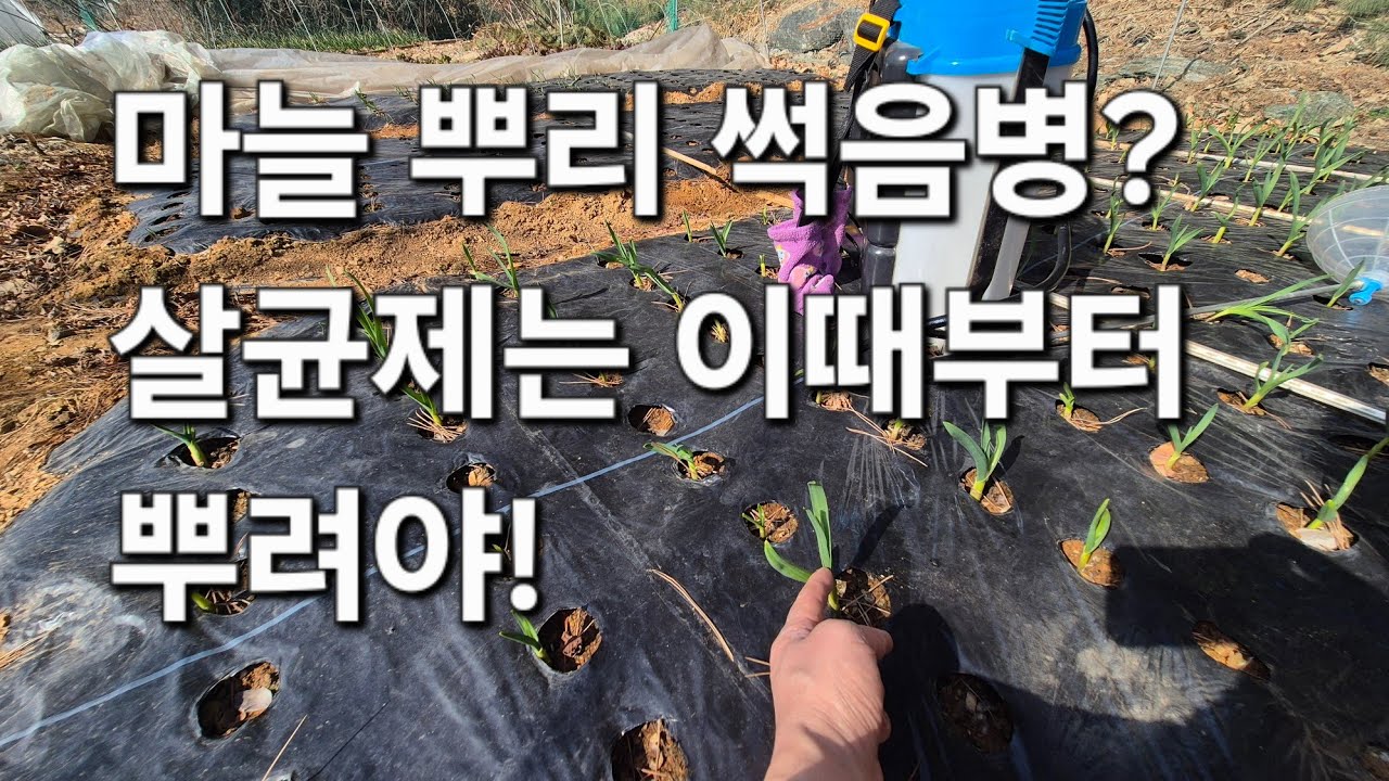 Приближается корневая гниль чеснока! Вредители и болезни чеснока часто остаются незамеченными из-...