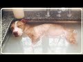 【大号泣】人を怖がり触れるだけで全身震えていた犬。愛されることを知らずにいきてきた犬が最期に愛されることを知る。必死で生きた姿に感動！！