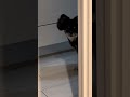 チワハラ #チワワ #犬のいる生活 #shorts