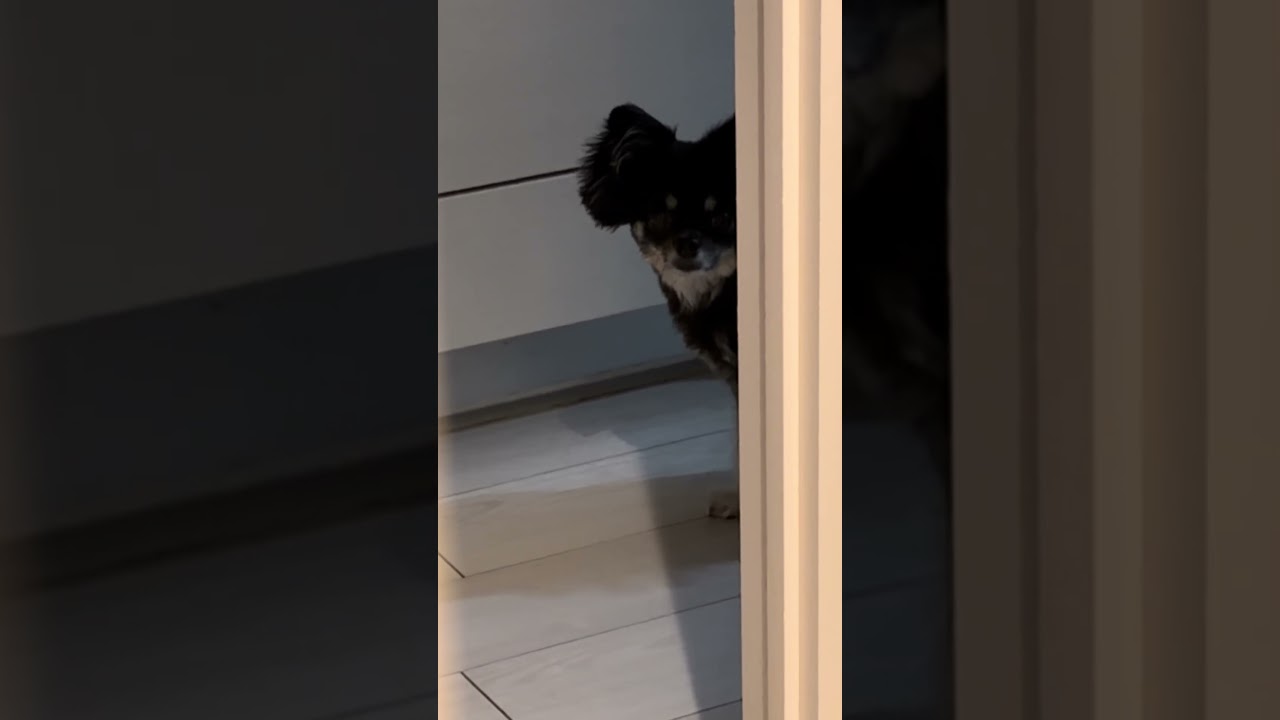 チワハラ #チワワ #犬のいる生活 #shorts