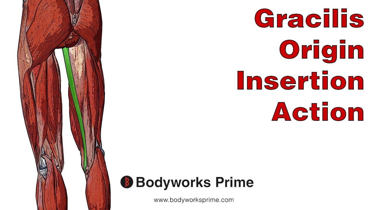 gracilis muscle origin