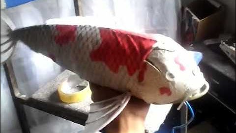 Robot Fish Development