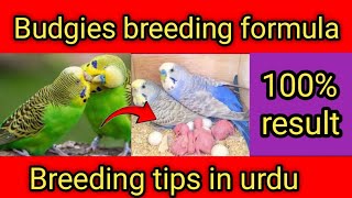 Budgies breeding formula | toton ko andon par lane ka tarika | budgies breeding tips in urdu | birds