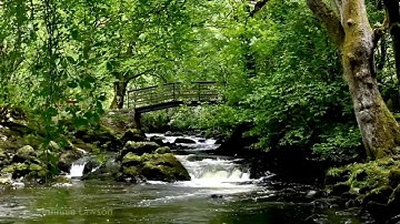 سورة يس بصوت القارئ محمد الغزالي, بدون اعلانات