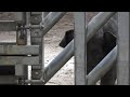柵の前に来たアジアゾウの赤ちゃん　Baby elephant coming to the fence.230918