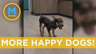 The Super Happy Dog Trend On Tiktok Is One We Can All Get Behind Your Morning Youtube