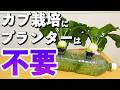 ペットボトルでサラダかぶ｜水耕栽培ならプランターがなくてもOK