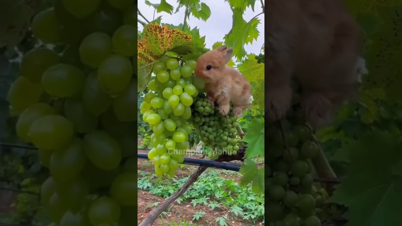 bunny eating grapes