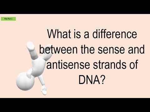 What Is A Difference Between The Sense And Antisense Strands Of DNA?