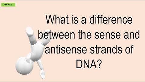 What Is A Difference Between The Sense And Antisense Strands Of DNA?
