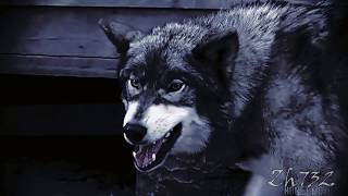 Волки | Против шерсти | Клип