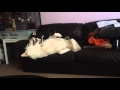 Funny Huskies playing