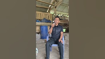 membasmi segala jenis penyakit kulit ditubuh ternak cukup sekali pengobatan menggunakan kututox oral