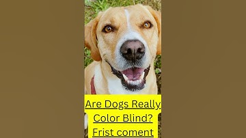 Thumbnail of "Uncovering the TRUTH Behind Dog Vision - Are Dogs Color Blind?" #shorts