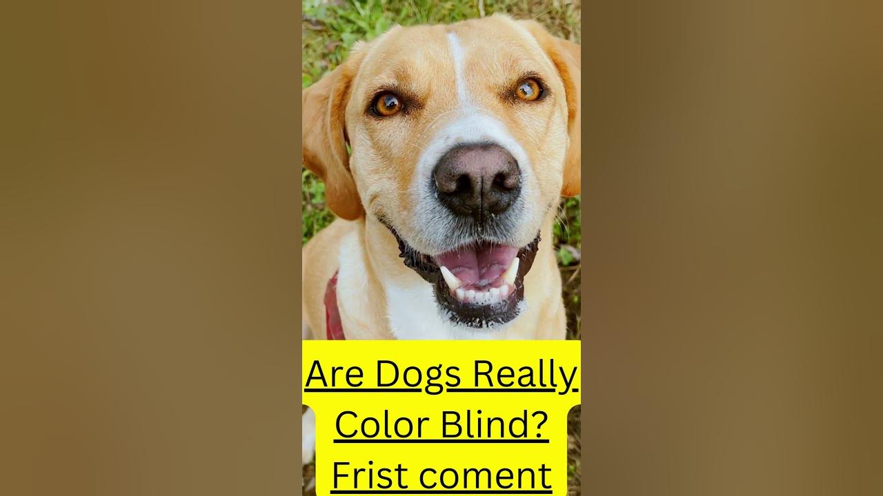 "Uncovering the TRUTH Behind Dog Vision - Are Dogs Color Blind?" #shorts