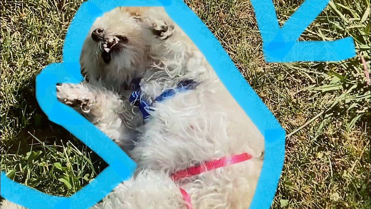 MY DOG IS POSSESSED!! YouTube