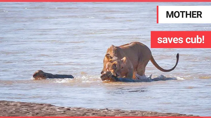 Lioness snatches cub from crocodile infested river after it almost got swept away | SWNS TV
