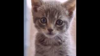 Kittens Ace Live Video Wallpaper screenshot 5