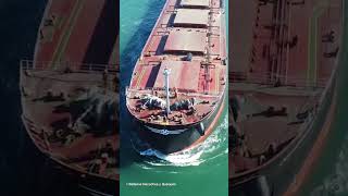 Ballenas embestidas en el puerto de Quequén, Argentina