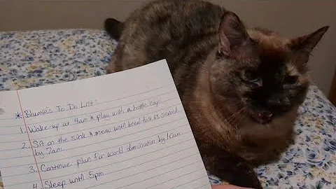 Video 11047241: siamese cats catlover, siamese sweet catlover, siamese catlover animals, gatos siamese cat, catlover siamese cute, kitty