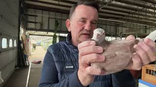 Gołębie Belgia Van Den Brane ,Pitbull Peters ,Best Kittel 513016809 Artur Pawelec