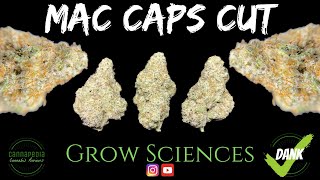 MAC Caps Cut Strain Review - Grow Sciences - Cannapedia