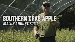 Southern Crab Apple (Malus angustifolia)
