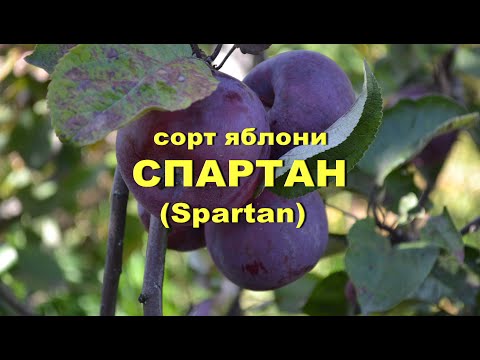 Сорт яблони Спартан (Spartan)